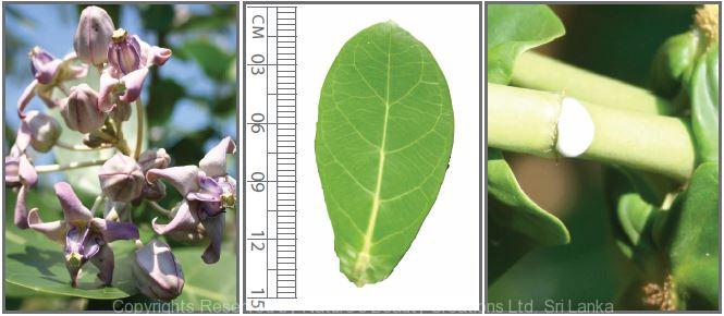 Calotropisgigantea plant (latex was extracted by cutting the green