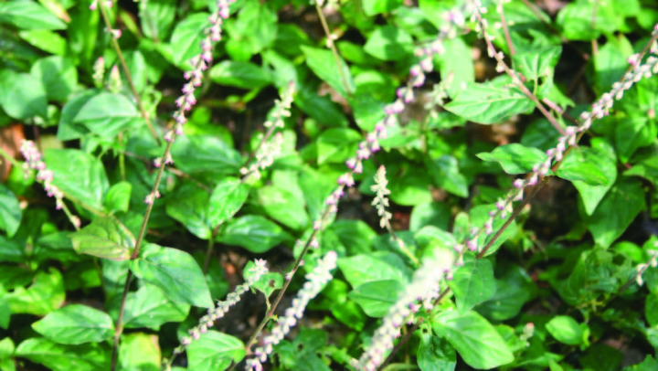 Cyathula prostrata  (L.) Blume