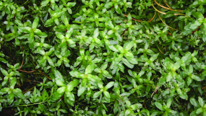 Ammannia gracilis Guill. & Perr.