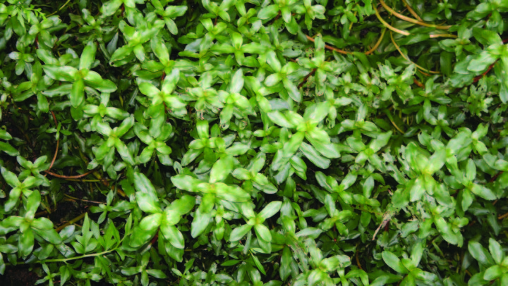 Ammannia gracilis Guill. & Perr.