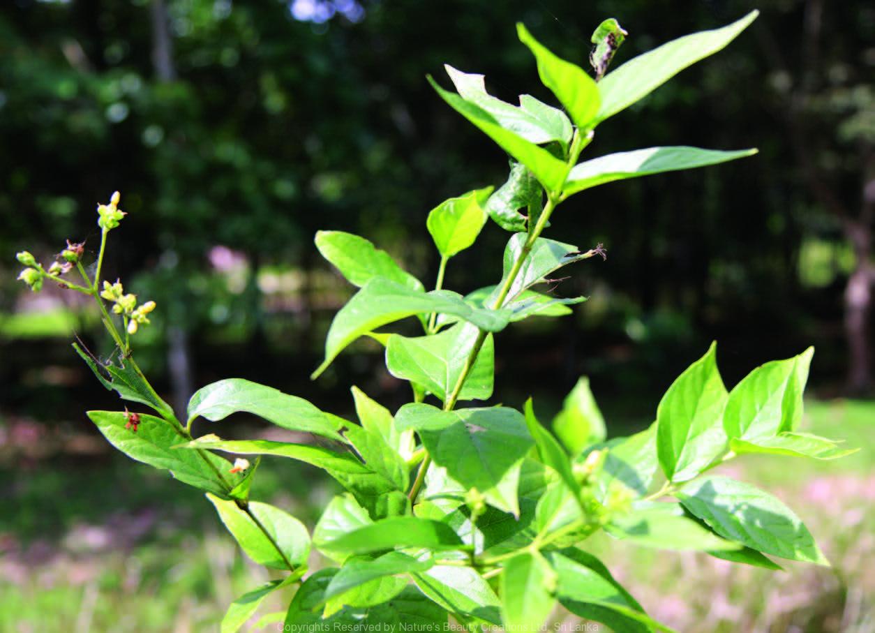 Nyctanthes arbor-tristis L. | Nature1254 x 907