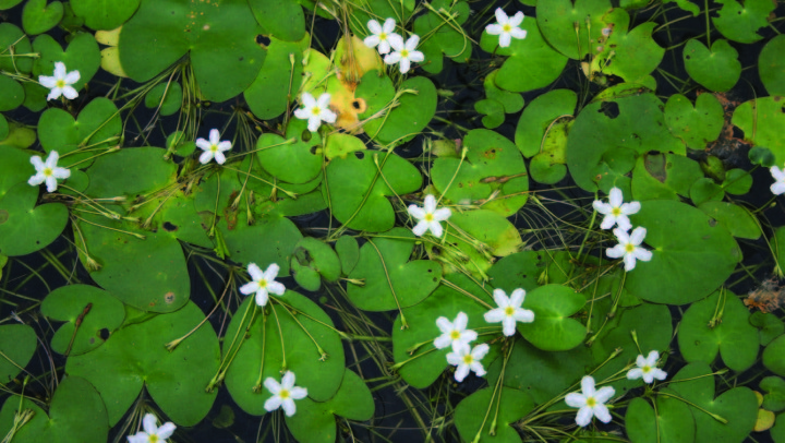 Nymphoides aquatica (J. F. Gmel.) Kuntze