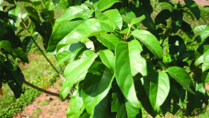 Sterculia balanghas L.